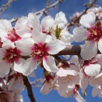Amendoeiras em Flor
