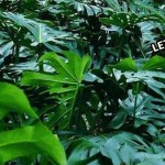 Let The Forests Breathe